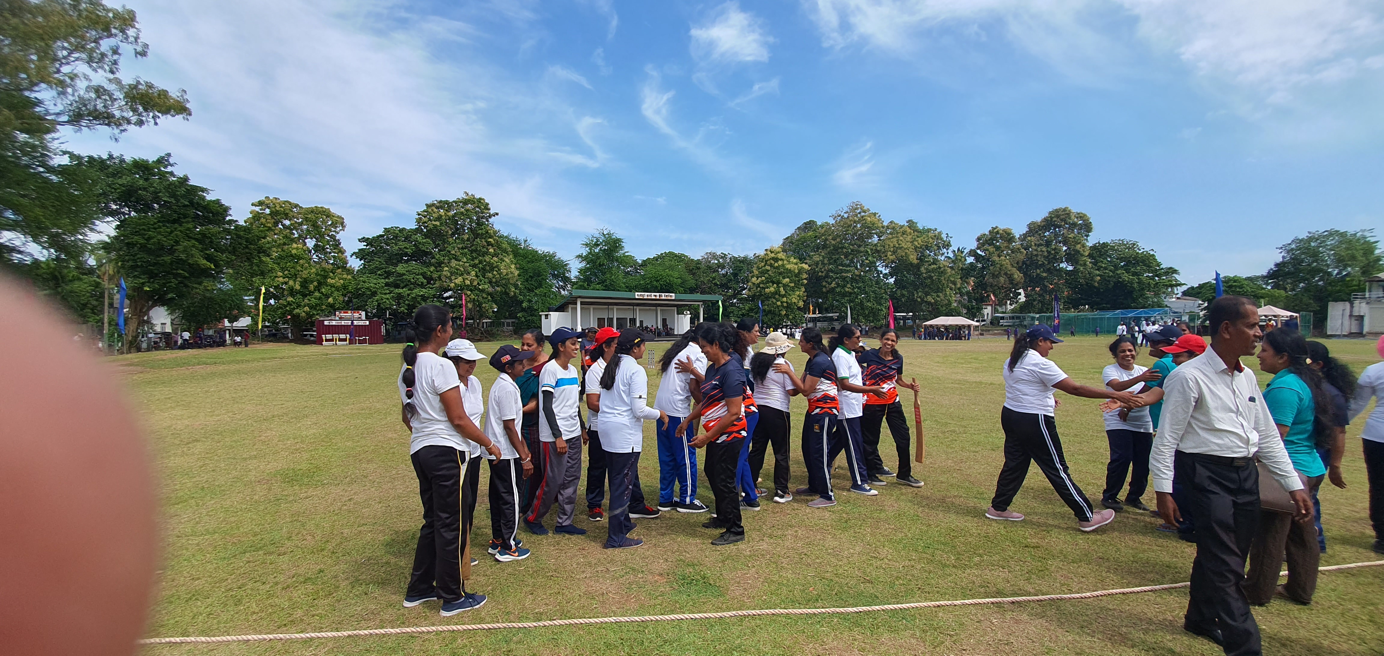 Five cats looking around a field.